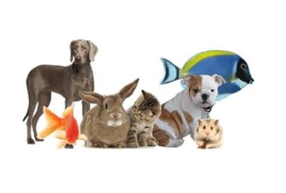 Mavi Dünyam akvaryum & petshop